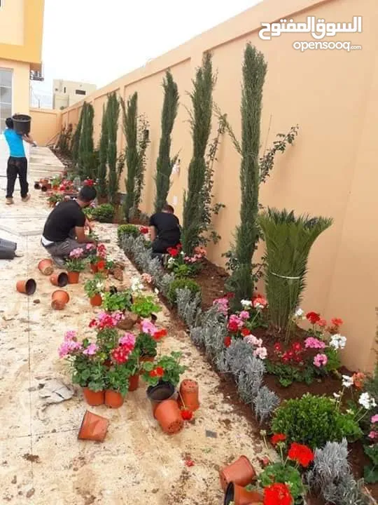 بعد إذن الإدارة  متوفر لدينا شجر زنزلخت الشماسي إيطالي أنثى ارتفاع من 180 سم إلى 250 سم سعر الشجره 6