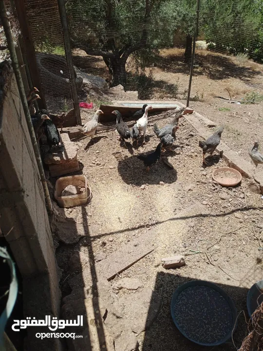 فراخ للبيع العمر 3 شهور