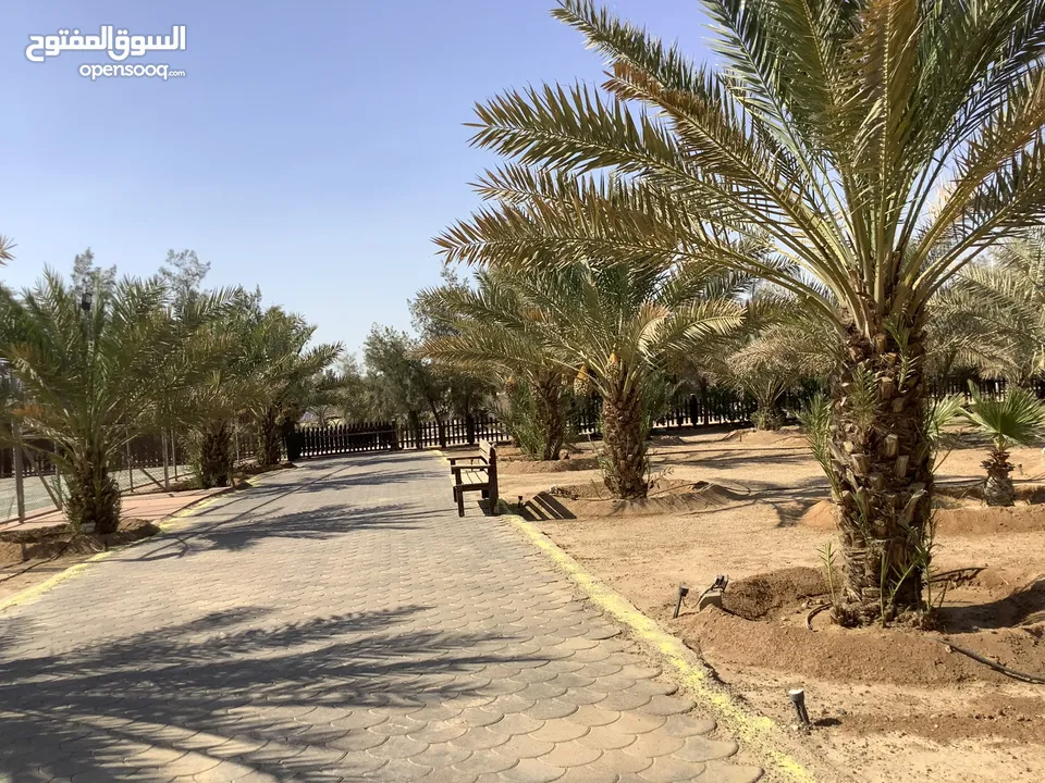 مزرعة في البحر الميت/ الشونه الجنوبية / السويمه / حوض جلد مميزة للبيع للجادين فقط