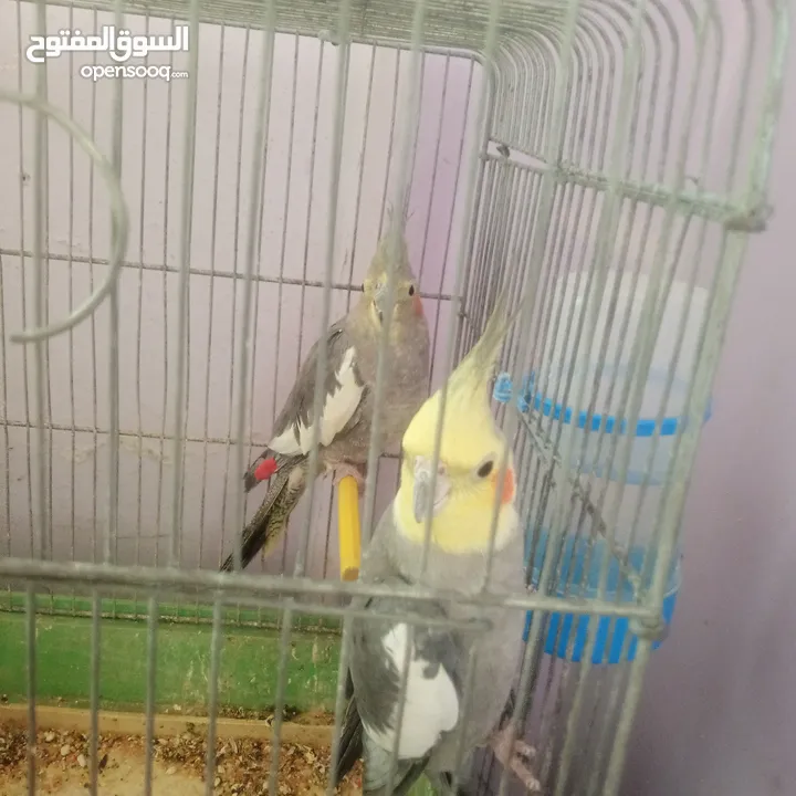 جوز طيور كوكتيل