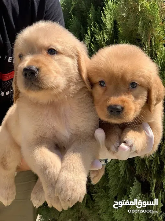 Golden retriever puppies male and female
