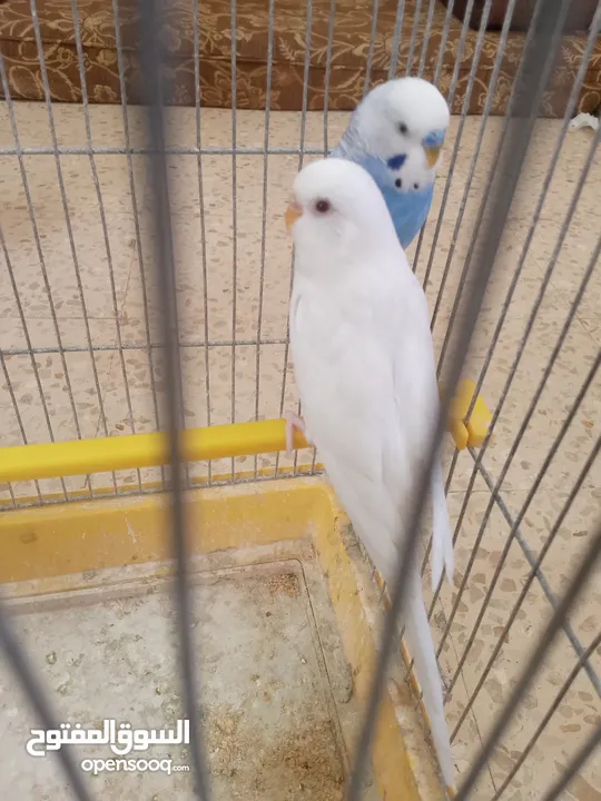 طيور حب مشكلات