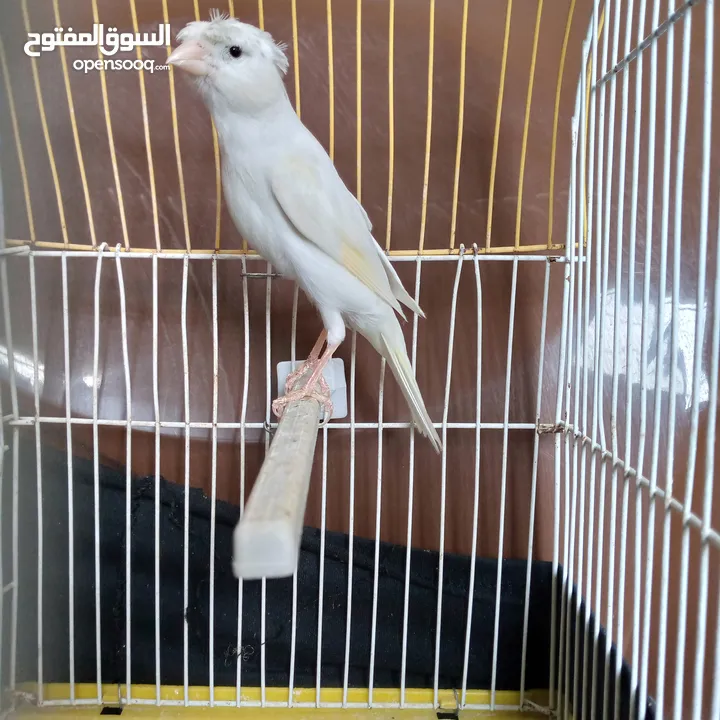 كنار للبيع اقرأ الوصف