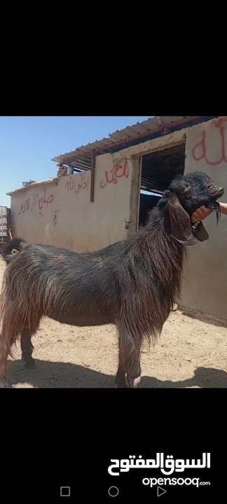 بسم الله الرحمن الرحيم معز مقنوي مكفول ظحيه او مقنوي سن حبات وقطعه وشكل مشاء الله