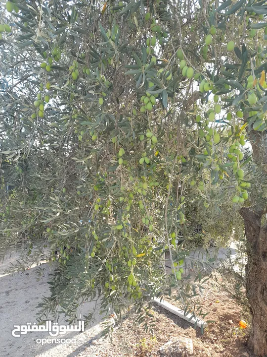 زيت زيتون الكفارات بعل بكر إنتاج 2024_2025