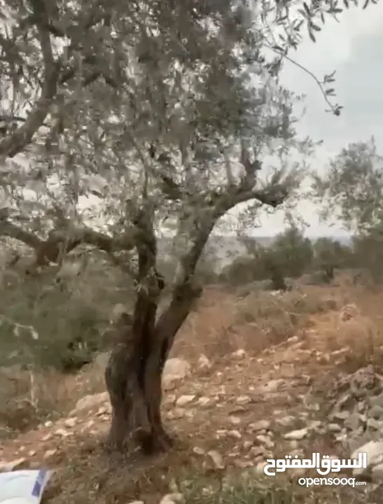 ارض للبيع 4 دنم مزروعة شجر رومي