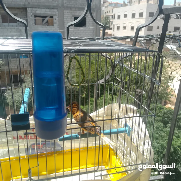 عصافير وطيور للبيع