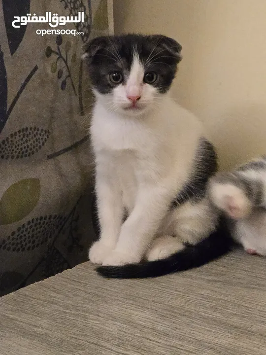 Male Scottish Fold