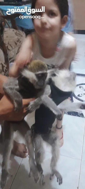 نسناس للبيع  هادي