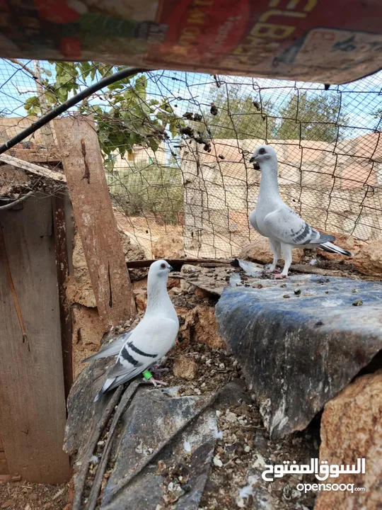 ذكر وانثايتين  للبيع اقرأ الوصف