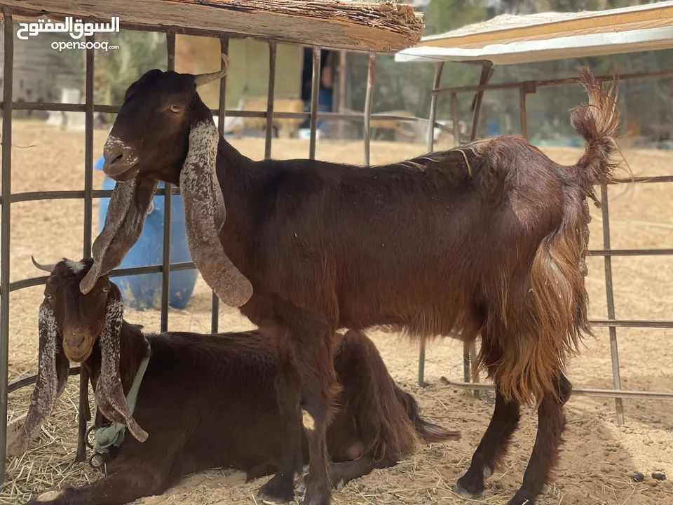 ماعز عربي جنس قبرصي الله يبارك معيز حليبً ودلال ترياء