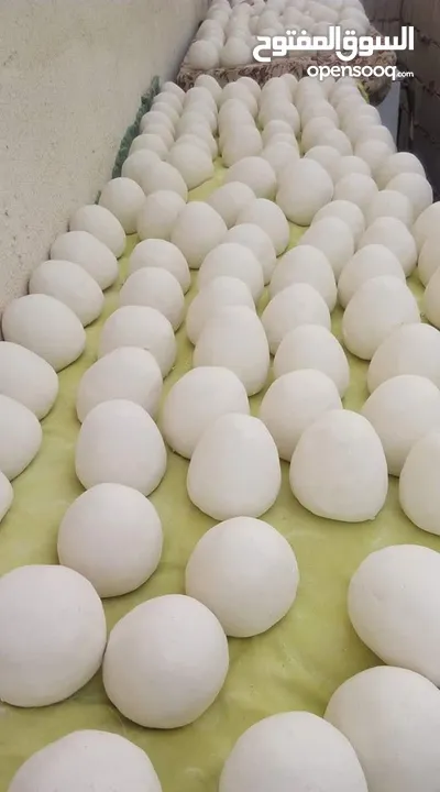 جميد كركي النخب الاول  من الكرك