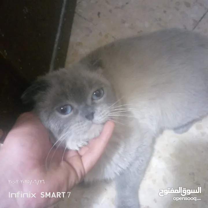 للبيع للبيع