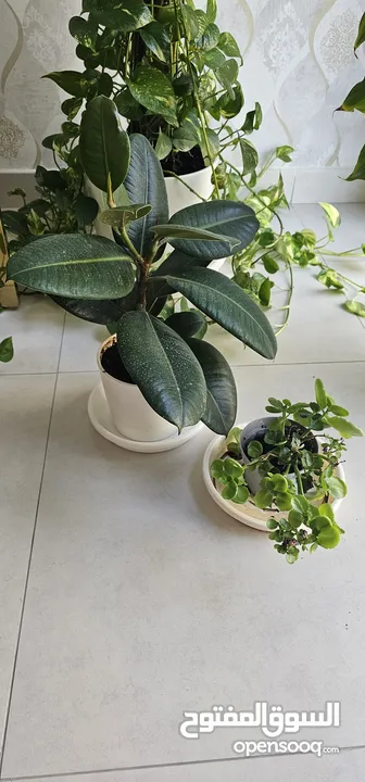 Indoor plants