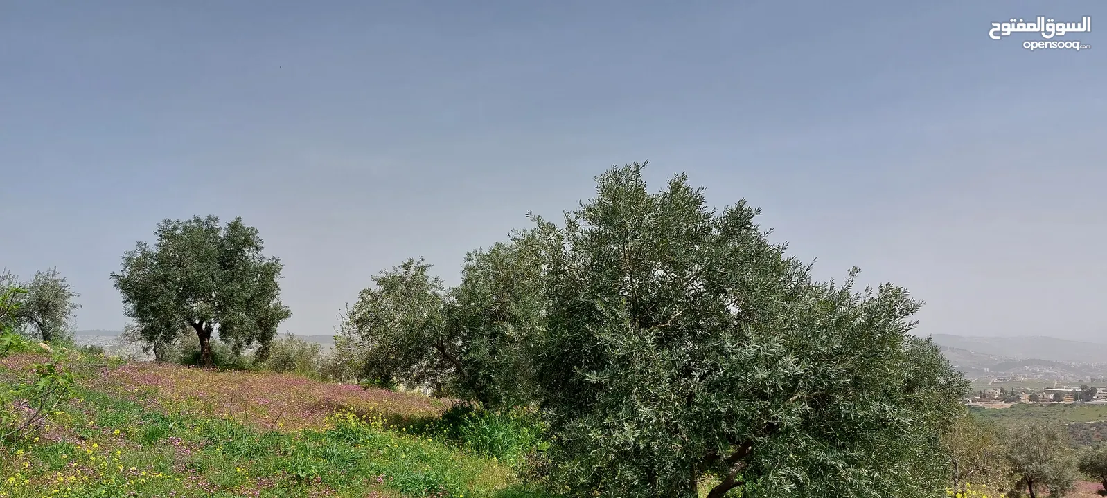 مزرعه 4 دونمات  اطلاله بانوراميه للبيع جرش عنيبه بالقرب من مزرعه الدكنور محمد نوح