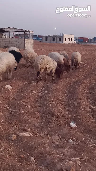 خرفان وعبر العدد 29 مسكرات لحم بالصلاه على النبي