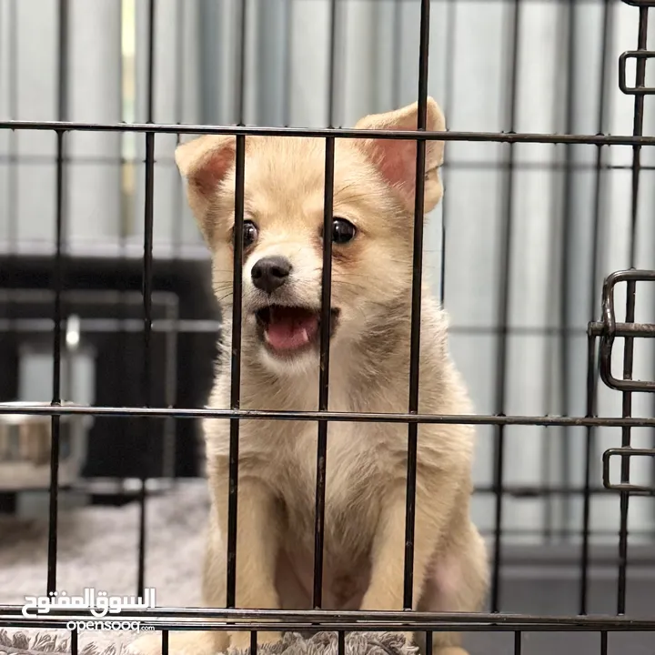 Small baby Pomeranian puppy around 2.5 months old