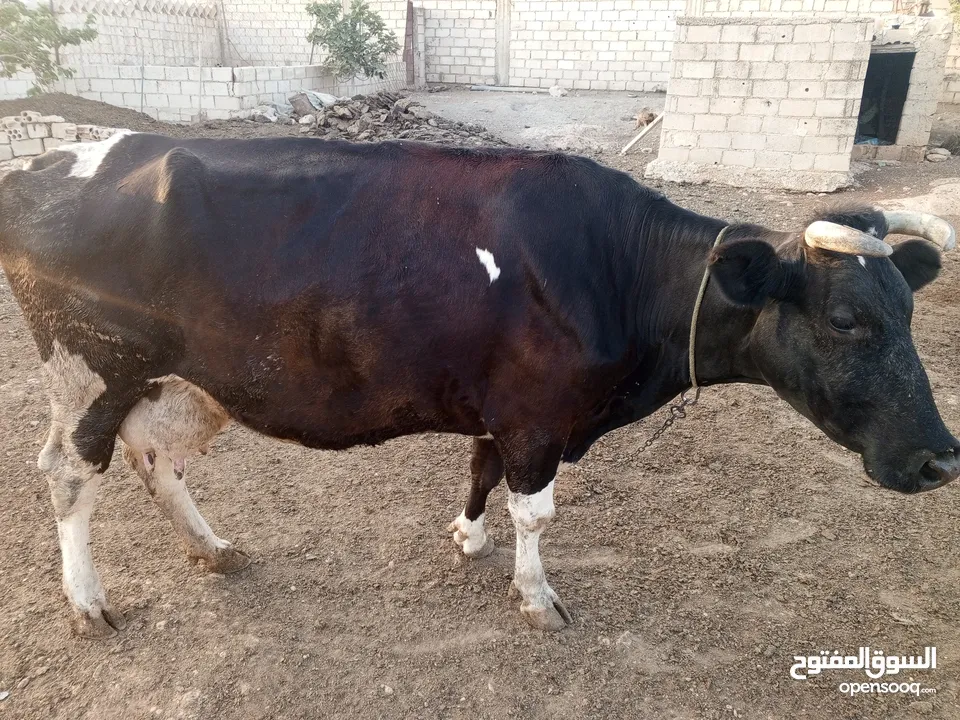 اقرا اضحيه للبيع