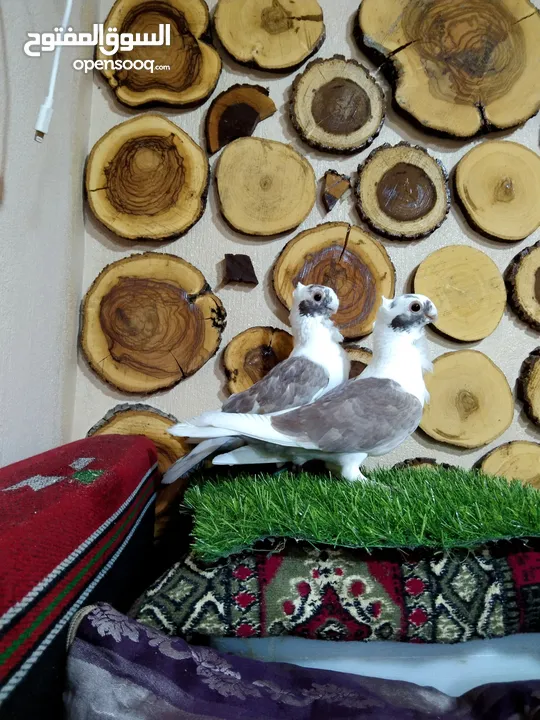 السلام عليكم بسم الله ما شاءالله جواز كلها نخب اول