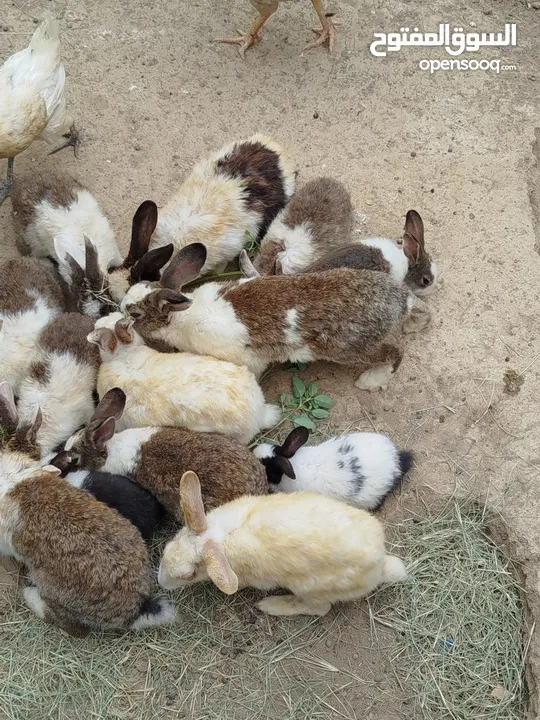بيع ارانب عمانية
