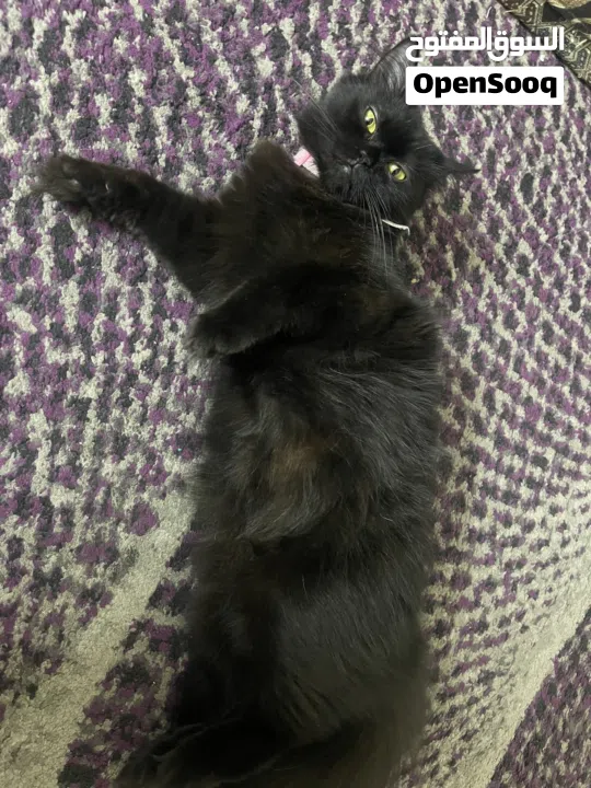 القطه : للتبني / free عمر 9 شهور جنس/ انثى