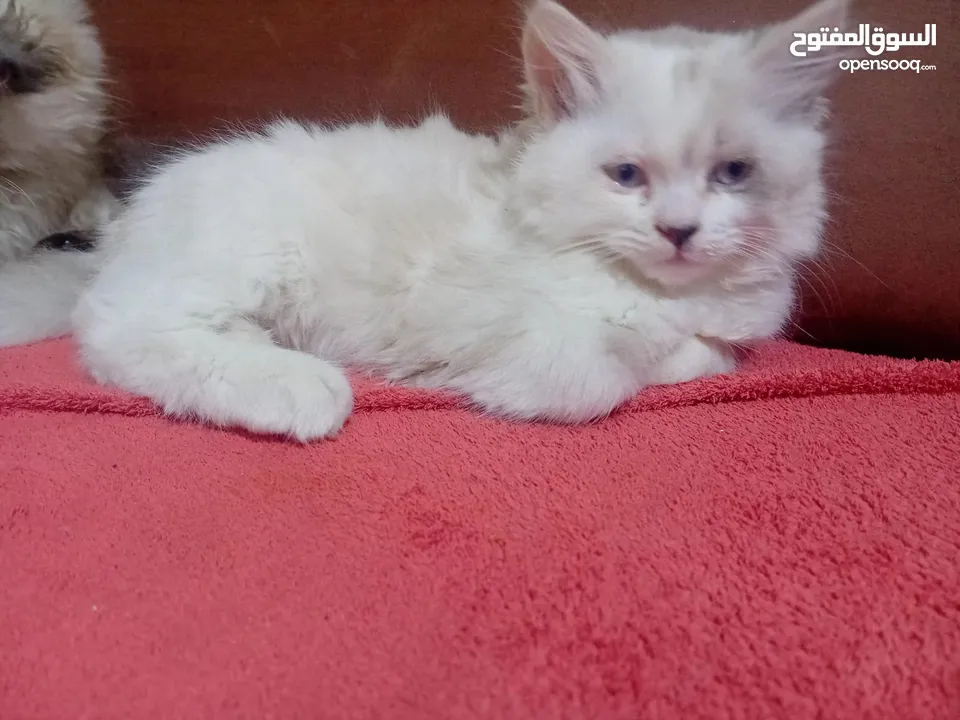 قطه هملايا انثى للبيع عمر ثلاث شهور  أكثير لعوبه حنونه مسليه نظيف جدا متعوده على البوكس مدربه
