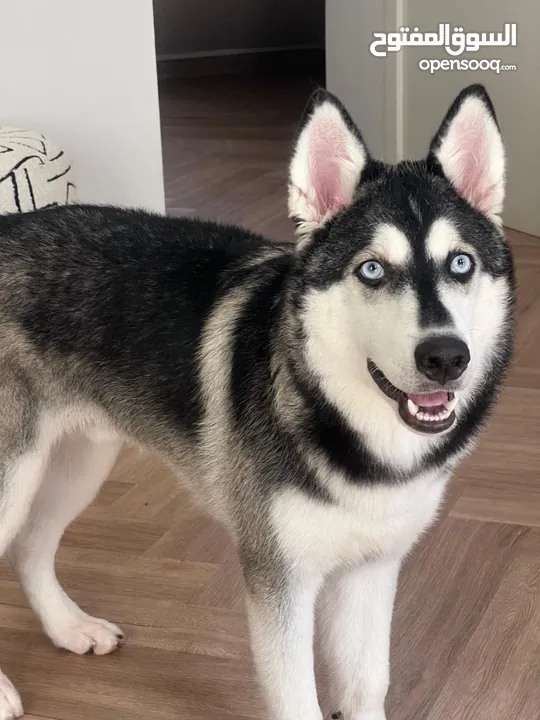 Well trained beautiful husky