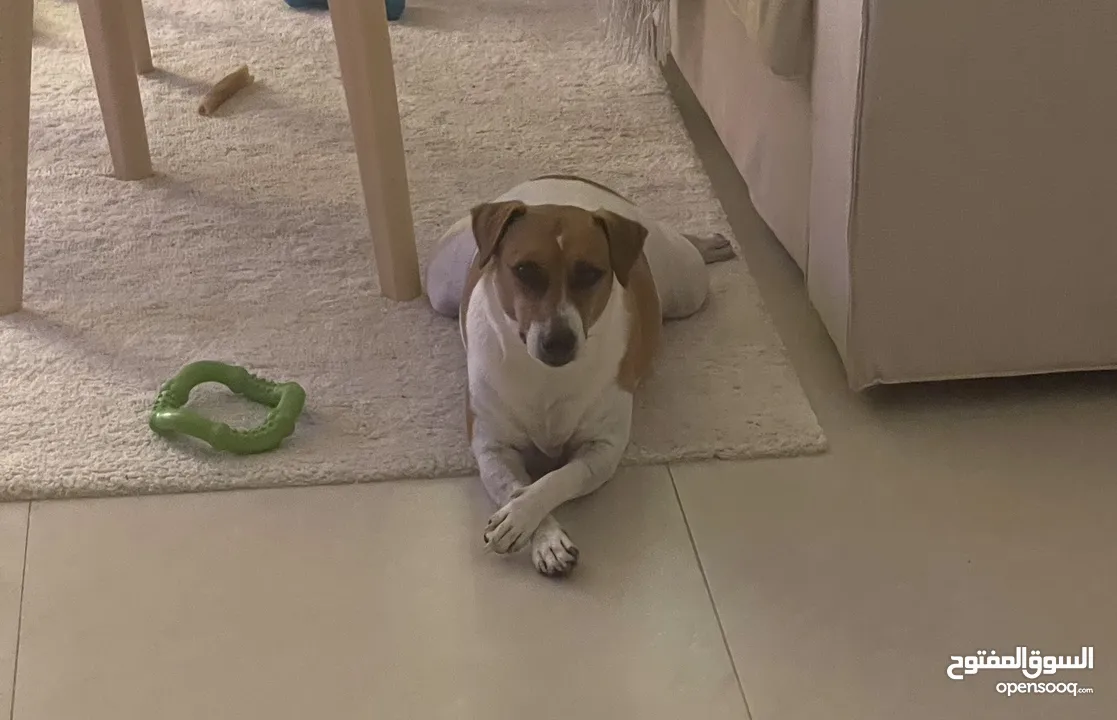 Jack Russell For Adoption