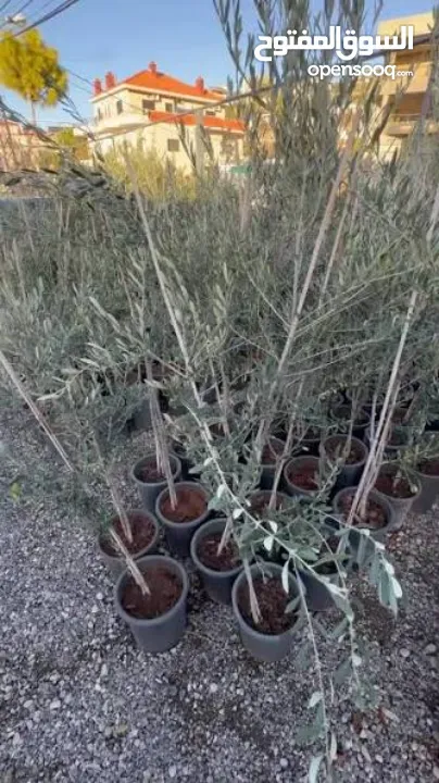 متوفر اشجار زيتون بلدي عمر 5 سنين وعمر 3 سنين وعمر 1 ونصف سنة