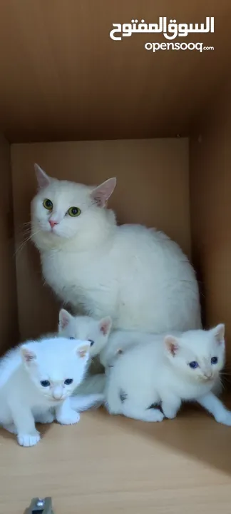 PURE TURKISH ANGORA