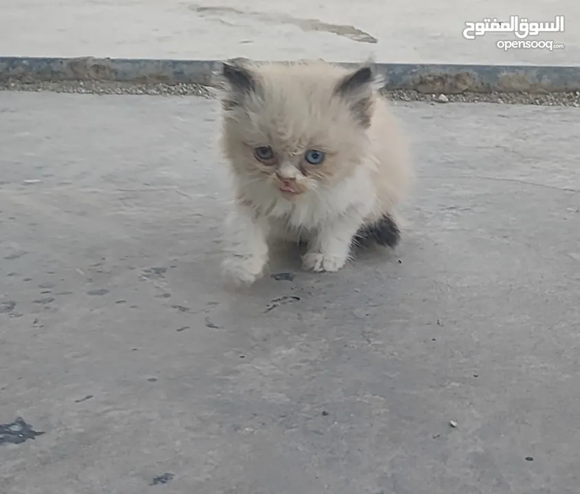 ذكر راغدول عمر شهرين للبيع