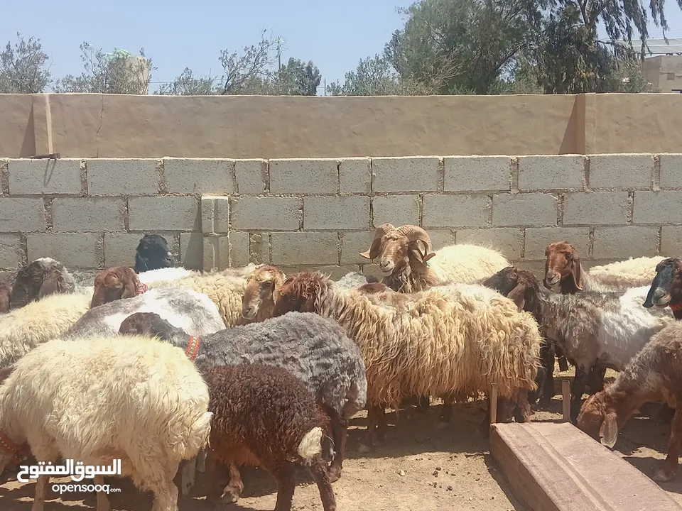 حلال نخب لحم ومقنوي بلدي وشروط الظحيه الله يتقبل من الجميع
