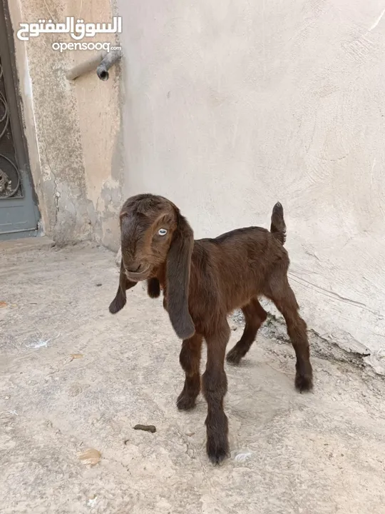 عنز شاميه معها صخله
