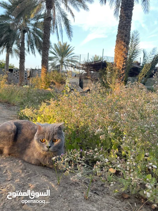 قطه سكوتش فولد  انثى للبيع  A female scottish fold cat for adoption or sale