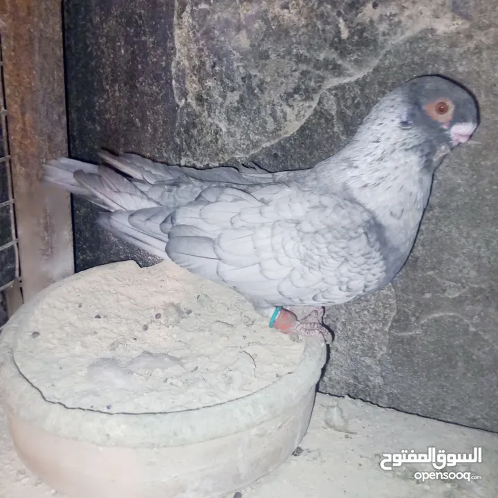 جواز نخب بالصلاة على النبي