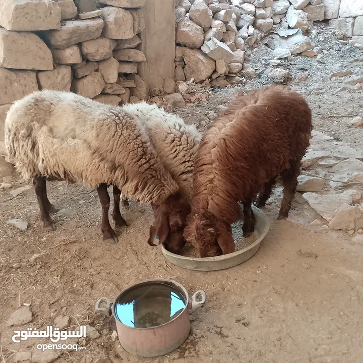 خرفان اثنين بسم الله ما شاء الله واحد عمر ست شهور وواحد عمر خمس شهور ونص