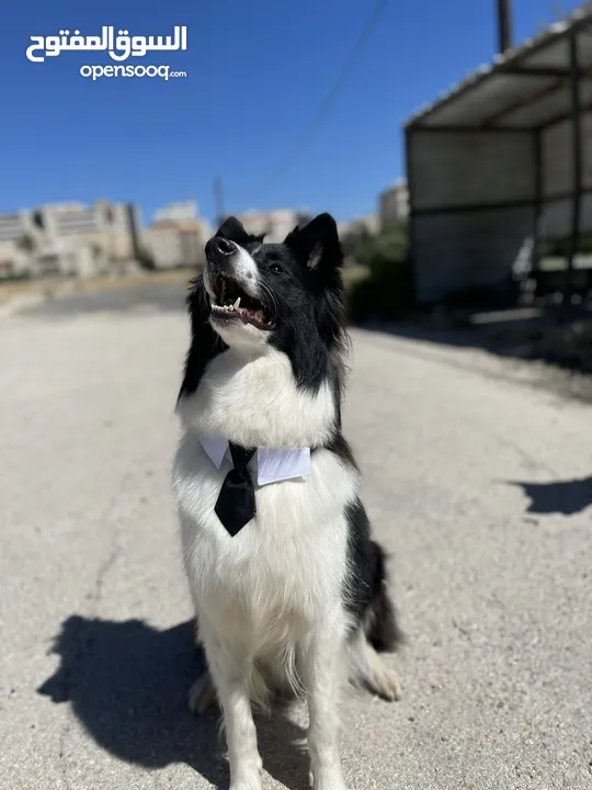 Border collie لاول مرة في الاردن