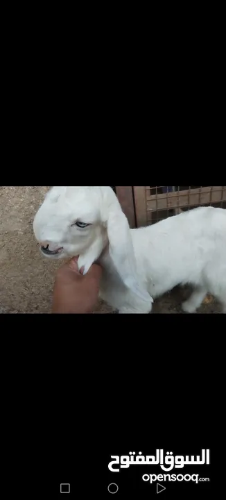 عنز وراها سخله بيضا برصا مميزه