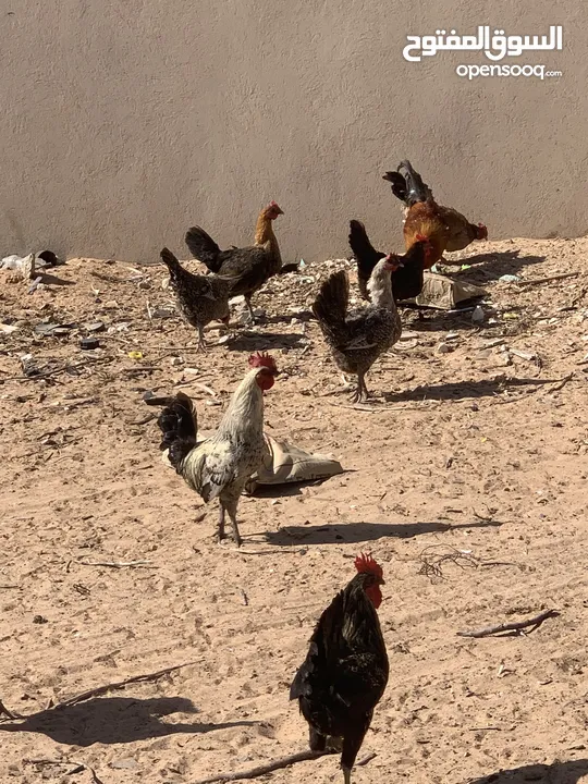 10دجاجات عربيات و معاهم 6فراريج و معاهم دجاجه تحتها6فلاليس