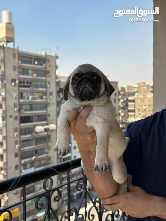 جراوي بج، pug puppies