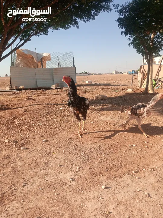 ديك حجازي وجاجه شغالات والمستوى واضح قدامكو على طبيعه احسن موجودات بعمان