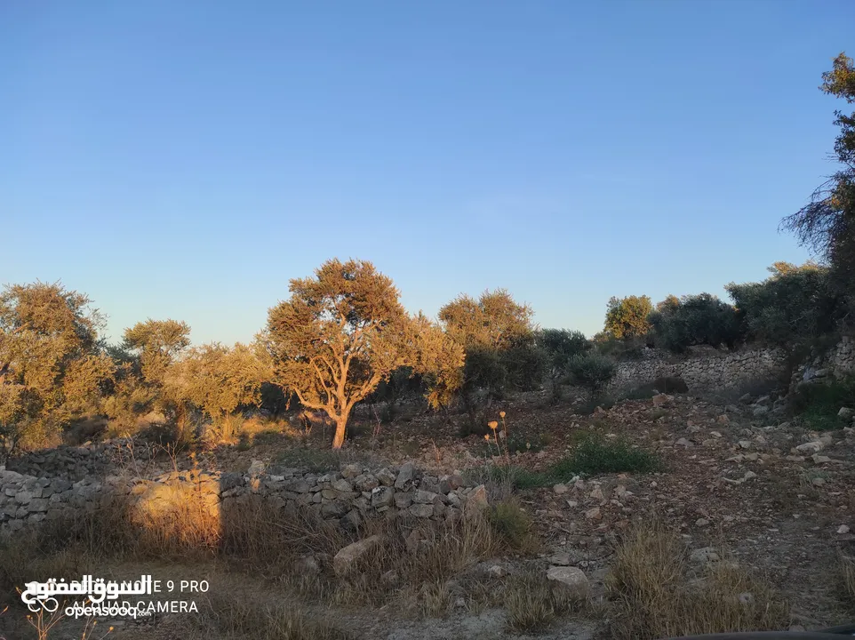 ارض للبيع فى عصيرة الشمالية، طابو نابلس، كوشان مستقل لخمسة اسخاص، كل شخص يضع سنسال على حصته