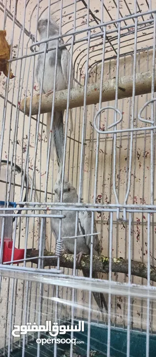 كوكتيل للبيع مع قفص كاسكو حبه بالصلاه على النبي عجينه اليفه جدا جدا جدا