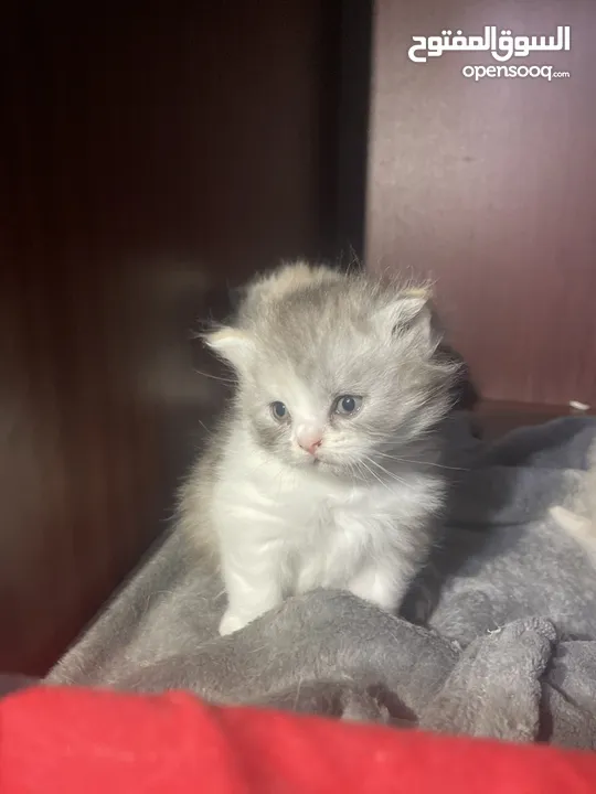 50days Ragdoll mix with Persian