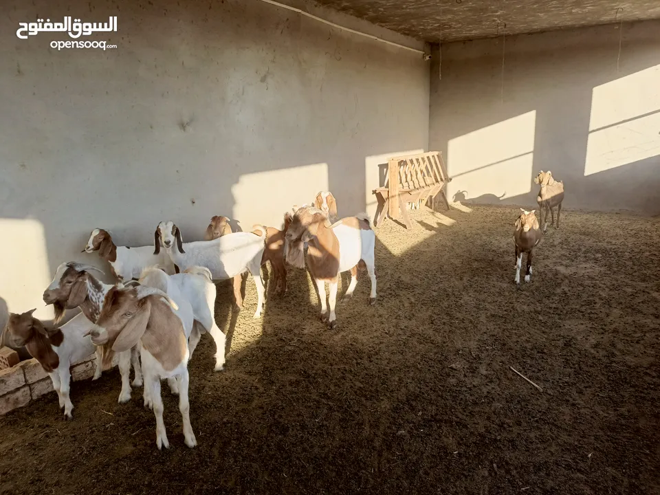 ماعز خليط موجود كمية