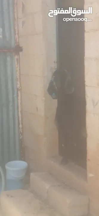 ماعز للبيع