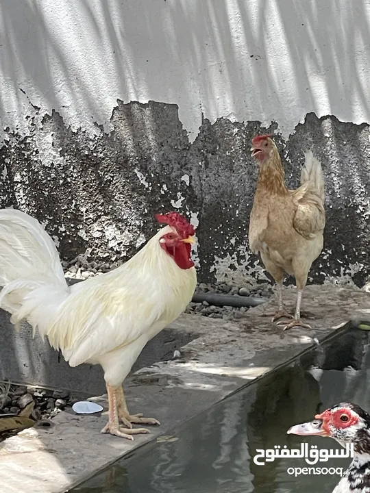 دجاج وبط للبيع