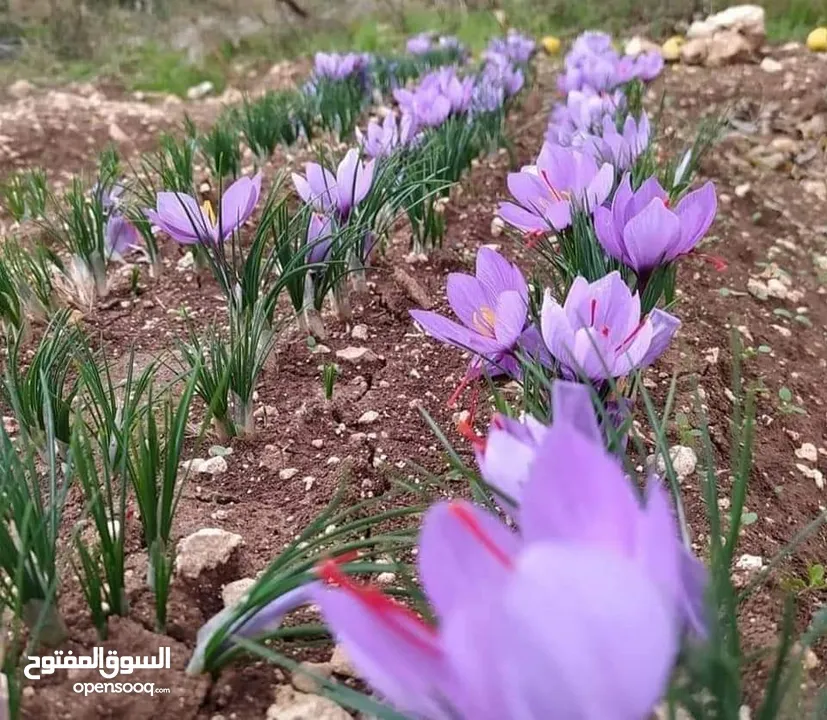 أبصال زعفران