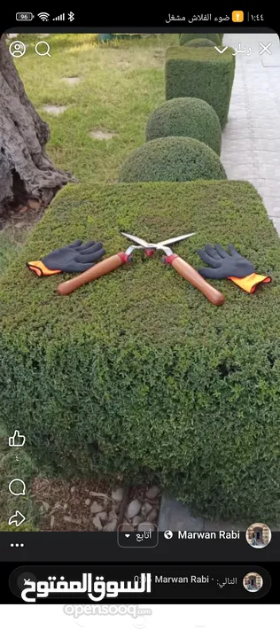 مجد البرغوثي