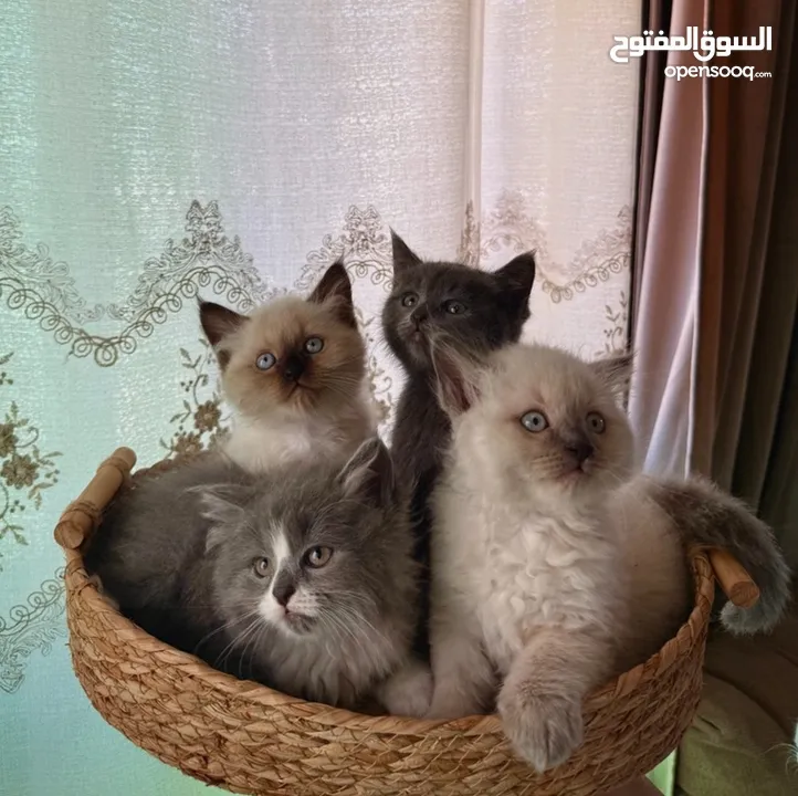 قطط مشكلة هملايا شيرازي بريتش شورت هير بيع سعر رمزي